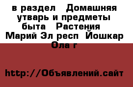  в раздел : Домашняя утварь и предметы быта » Растения . Марий Эл респ.,Йошкар-Ола г.